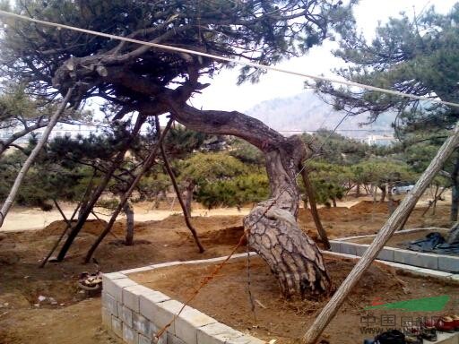造型油松供應(yīng) 出售山東造型油松 造型油松出售
