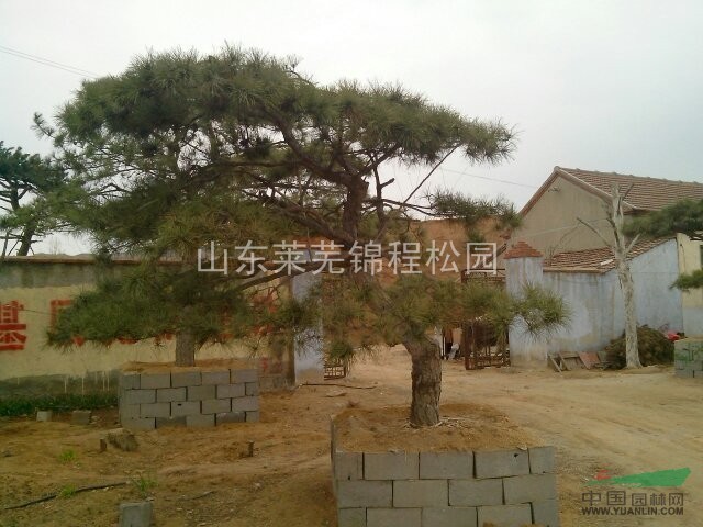 供應(yīng)山東造型松 造型松供應(yīng) 山東造型松實(shí)拍照片