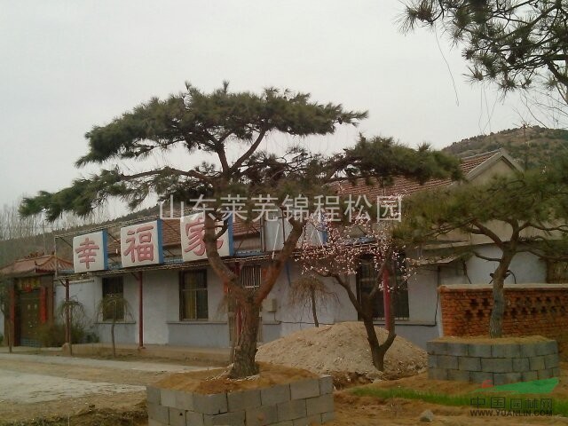 供應(yīng)山東造型松 造型松供應(yīng) 山東造型松實(shí)拍照片