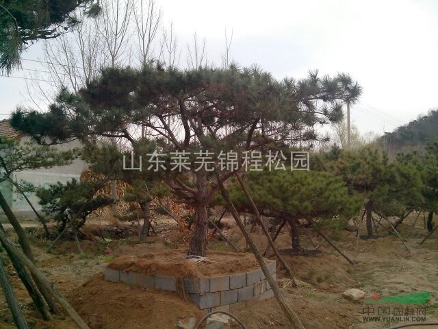 供應(yīng)山東景觀松 景觀松供應(yīng) 山東景觀松實拍照片