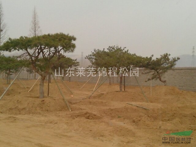 造型松圖片 造型松供應(yīng)