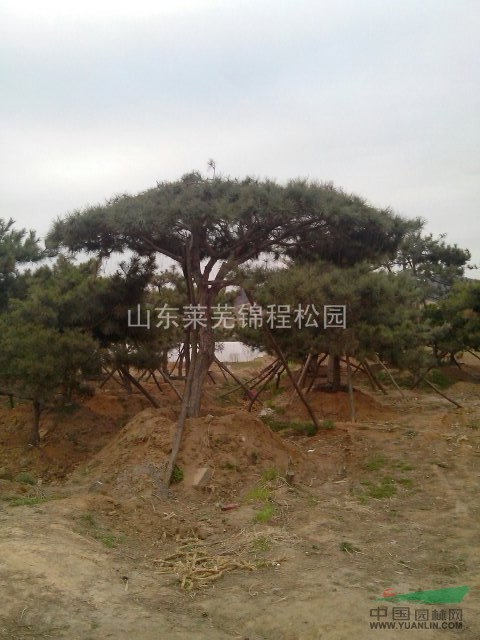 造型松圖片 造型松供應(yīng)