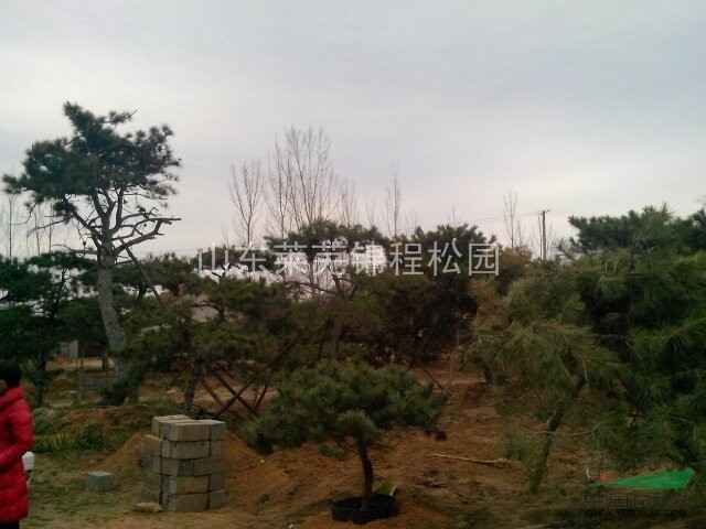 山東造型松園實(shí)地拍攝 本造型松園一角