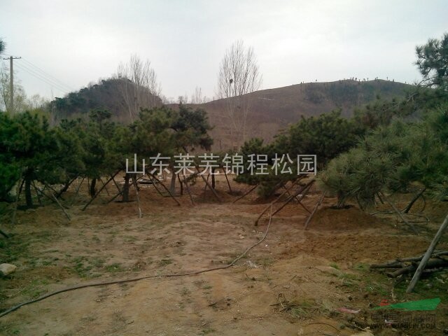 山東造型松園實(shí)地拍攝 本造型松園一角