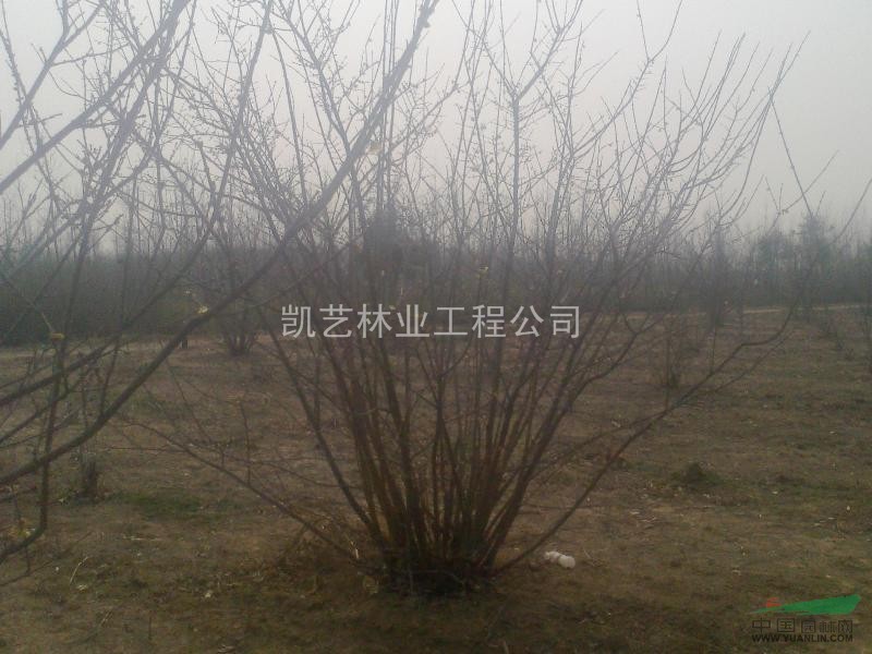 臘梅 優(yōu)質(zhì)重生臘梅 梅花 石楠球 優(yōu)質(zhì)和也是你 大葉女貞