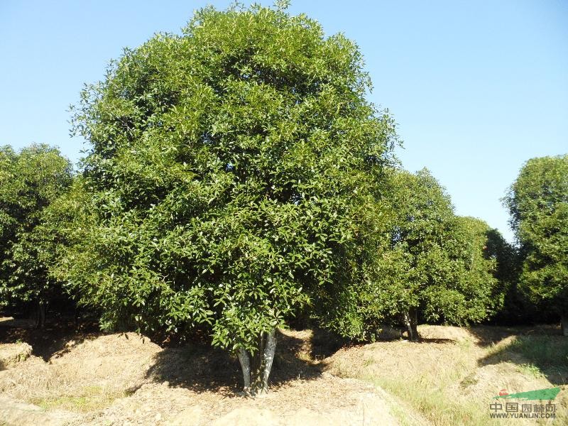 叢生移栽大桂花5-6米