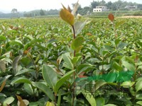 廣西欽州市供應大果紅花油茶苗
