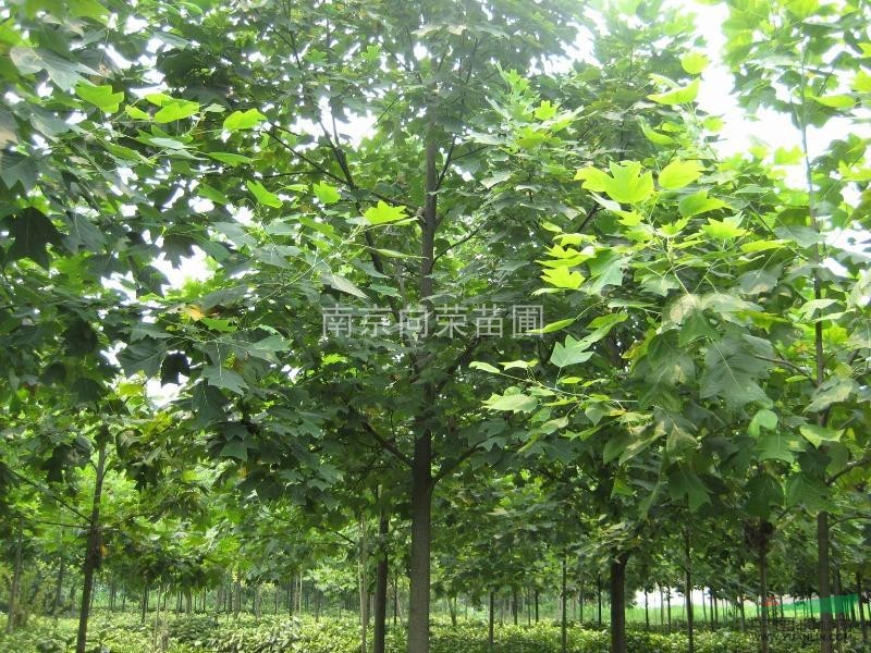 南京向榮苗圃提供最便宜的馬褂木價(jià)格 14公分馬褂木價(jià)格