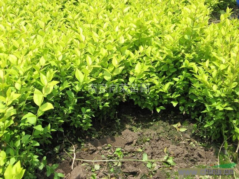 南京向榮苗圃提供最便宜的馬褂木價(jià)格 14公分馬褂木價(jià)格