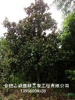 安徽合肥供應(yīng);廣玉蘭、樸樹(shù)、紫薇、紅葉李、石楠 