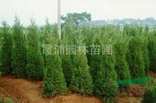 3米蜀檜價格，1米5蜀檜價格，蜀檜基地提供蜀檜上車最低價