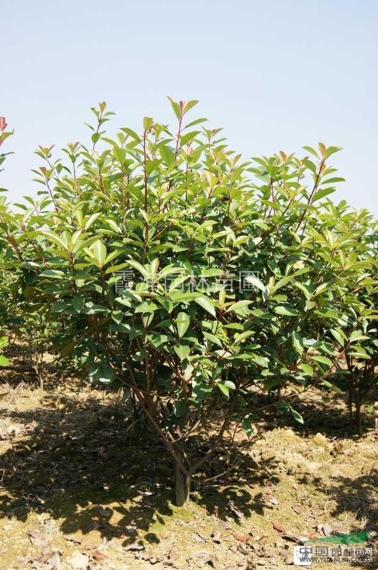 江蘇高桿紅葉石楠價格多少？最新獨(dú)桿紅葉石楠多少錢一棵？