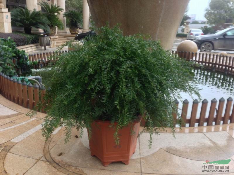 浙江紅豆杉1最新報價/紅豆杉1圖片