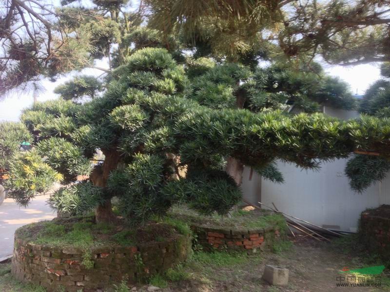羅漢松3行情報(bào)價(jià)\羅漢松3圖片展示