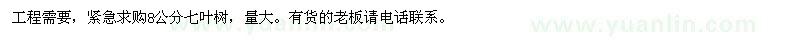 求購8公分七葉樹