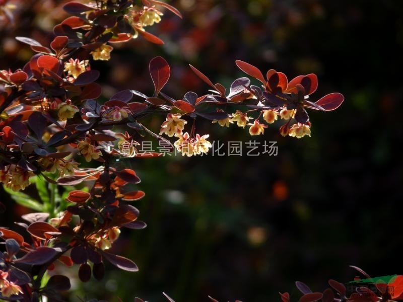 紅葉小檗、紅葉小檗苗、紅葉小檗小苗 別名：紫葉小檗