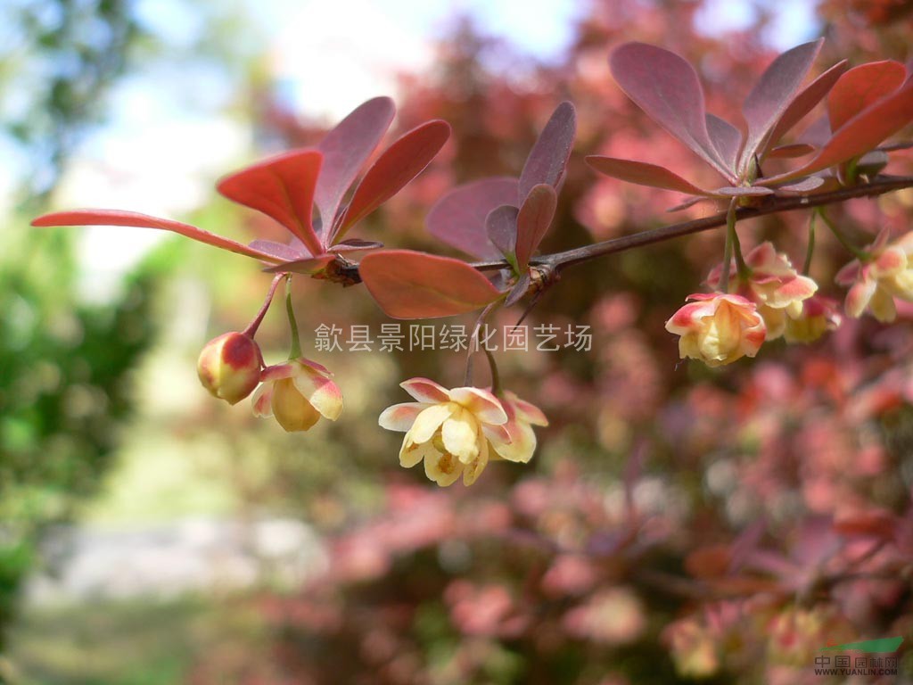 紅葉小檗、紅葉小檗苗、紅葉小檗小苗 別名：紫葉小檗