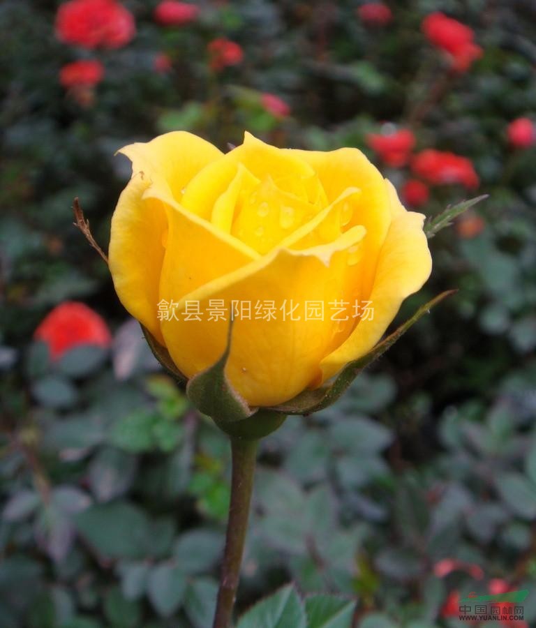 紅帽子月季、豐花月季、黃帽子月季、鉆石月季、藤本月季品種月季