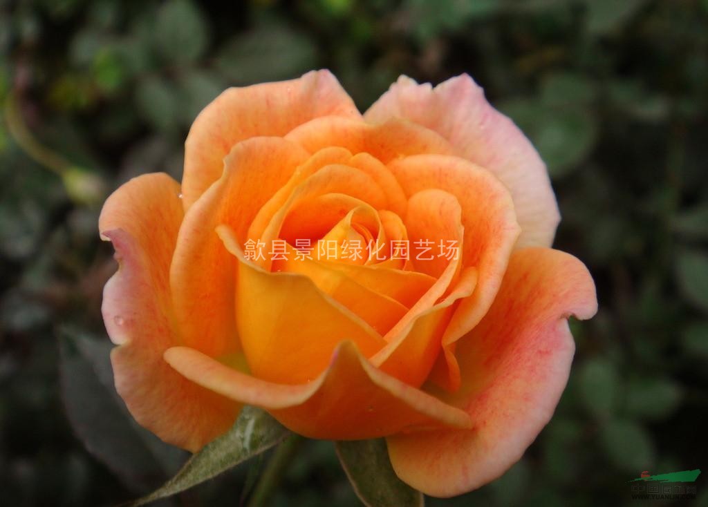 紅帽子月季、豐花月季、黃帽子月季、鉆石月季、藤本月季品種月季