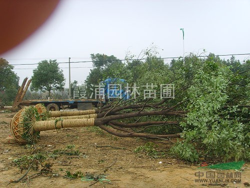 大型移植香樟基地供應(yīng)10-15公分香樟樹價(jià)格 優(yōu)質(zhì)香樟價(jià)格 