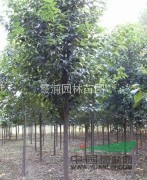 冬青樹(shù)基地冬青樹(shù)小苗價(jià)格 供應(yīng) 2-15公分冬青樹(shù)價(jià)格資料