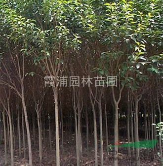 冬青樹(shù)基地冬青樹(shù)小苗價(jià)格 供應(yīng) 2-15公分冬青樹(shù)價(jià)格資料