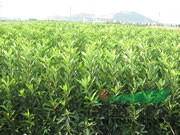 供應(yīng)法國(guó)冬青、紫薇、日本櫻花、深山含笑、黃山欒樹(shù)、辛夷。