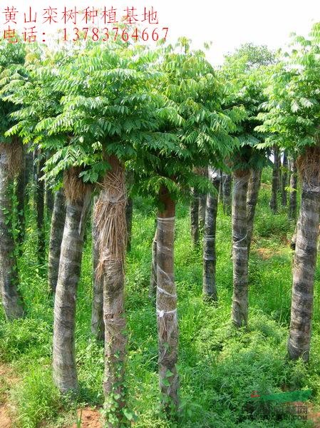 供應(yīng)法國(guó)冬青、紫薇、日本櫻花、深山含笑、黃山欒樹(shù)、辛夷。