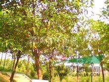 2013最新大葉女貞報價 大葉女貞小苗價格 6公分冬青樹價格