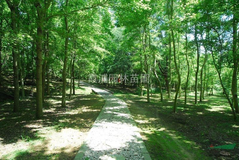 南京優(yōu)質(zhì)楓香種植基地供應(yīng)【5公分楓香價格】南京楓香批發(fā)商 