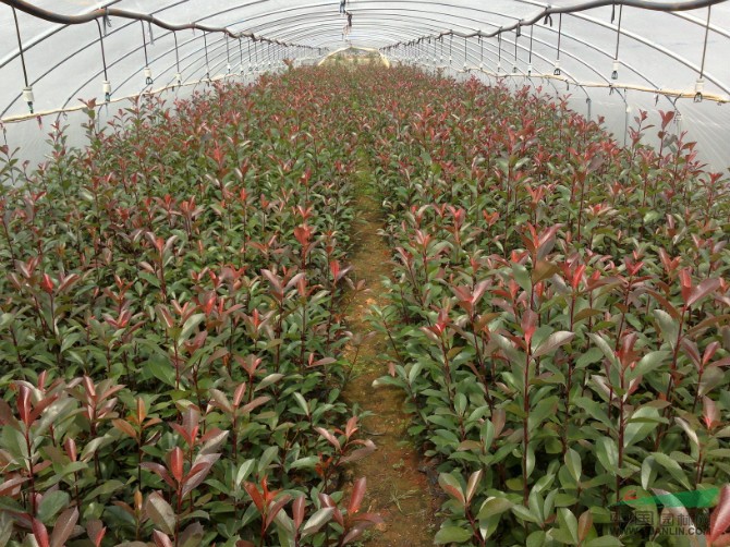 紅葉石楠栽植技術(shù)