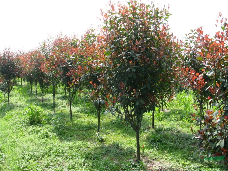 高桿紅葉石楠樹