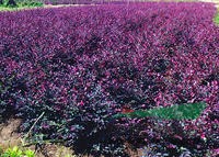 供應(yīng)各種綠化苗木花木價(jià)格
