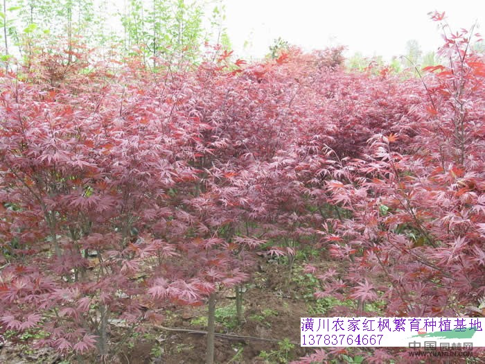供應(yīng)各種綠化苗木花木價(jià)格