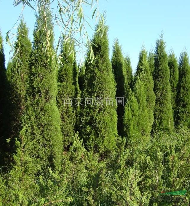 江蘇蜀檜樹價格 南京蜀檜價格 優(yōu)質(zhì)蜀檜價格查詢走高（圖）