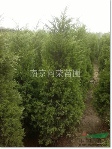 江蘇蜀檜樹價格 南京蜀檜價格 優(yōu)質(zhì)蜀檜價格查詢走高（圖）