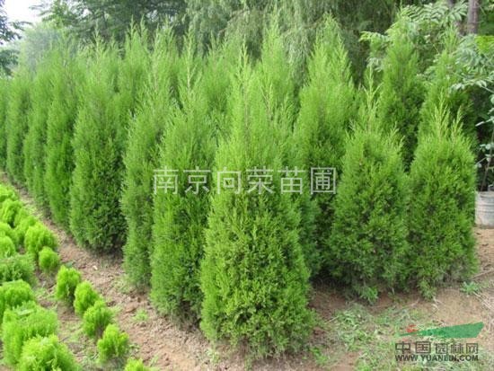 南京湯泉蜀檜基地提樹形好的蜀檜價(jià)格，優(yōu)質(zhì)蜀檜小苗價(jià)格（圖）