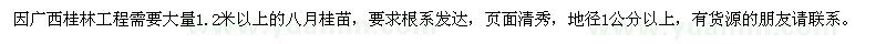 求購1.2米以上的八月桂苗