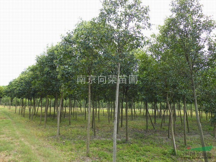 2013最新大葉女貞小苗價格趨勢 南京大葉女貞價格動態(tài)行情