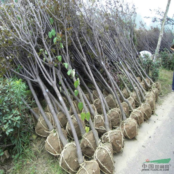 供應(yīng):紫薇苗、木槿苗、紫穗槐苗、櫻花苗、大葉女貞苗!