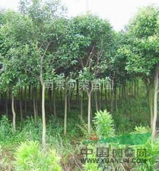 6公分大葉女貞價格 南京冬青樹小苗價格 最新大葉女貞價格走勢