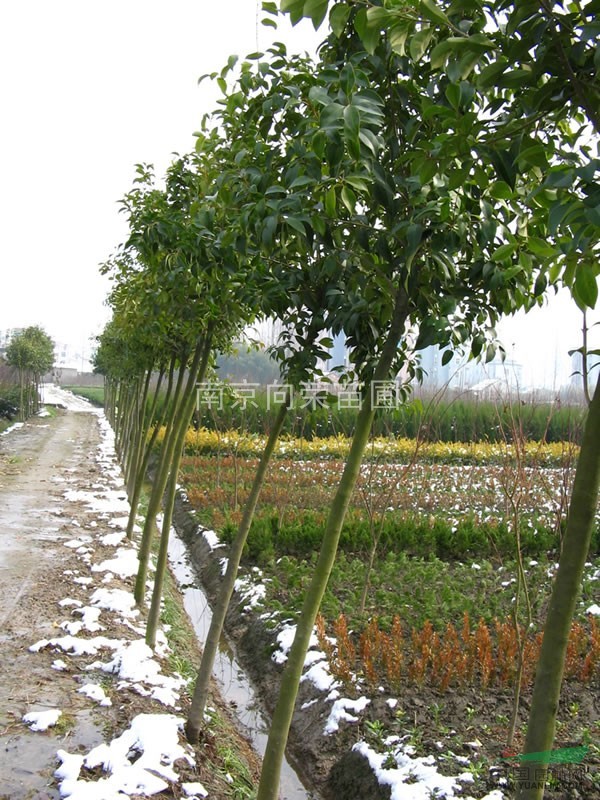 江蘇優(yōu)質(zhì)冬青樹便宜處理 南京大葉女貞基地 高桿大葉女貞價格 