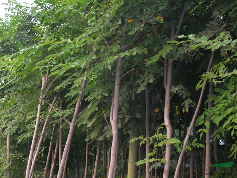 欒樹價(jià)格