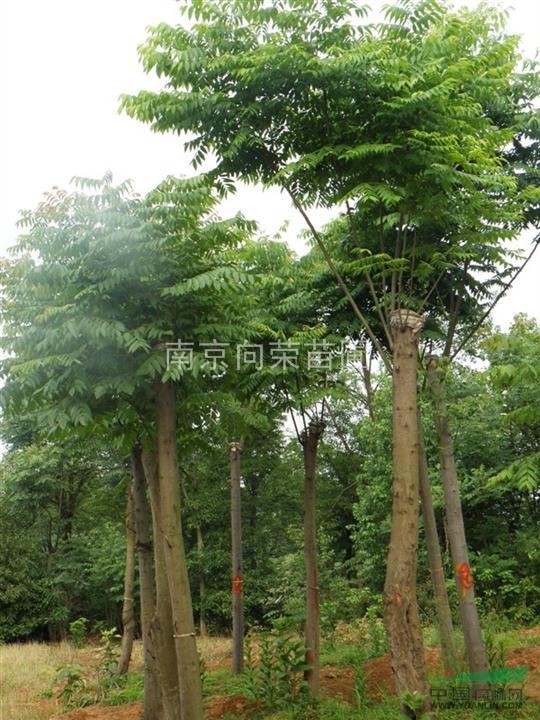 南京湯泉苗圃基地提供樹(shù)形好的欒樹(shù)價(jià)格 8公分欒樹(shù)價(jià)格