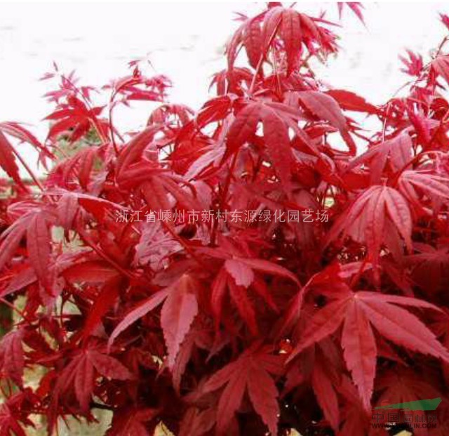 供應(yīng)紅楓