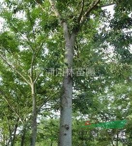 優(yōu)質(zhì)樸樹基地 2013年樸樹價格更新，25公分樸樹價格