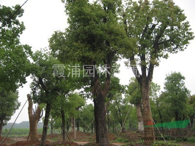 最新樸樹價格 叢生樸樹資訊 南京湯泉苗圃基地銷售中心 