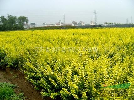 供應(yīng)：月季 ，蜀檜、龍柏、紅葉小檗、金葉女貞、大小葉黃楊！