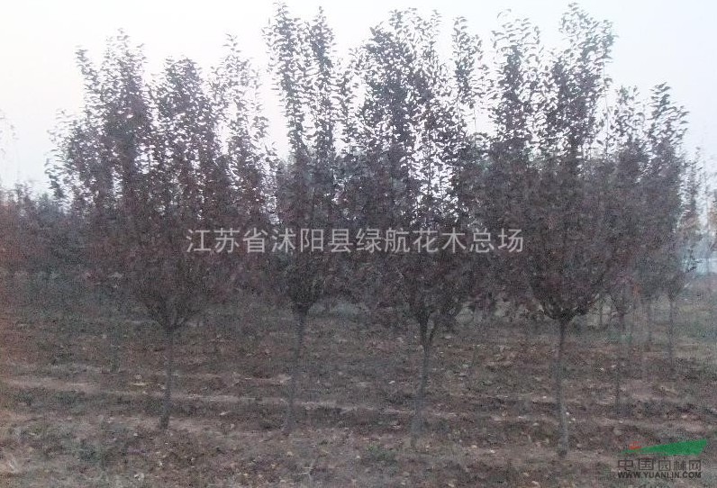 1-30青皮柳，蜀檜，紅葉桃，廣玉蘭，水杉，紫薇，高桿女貞