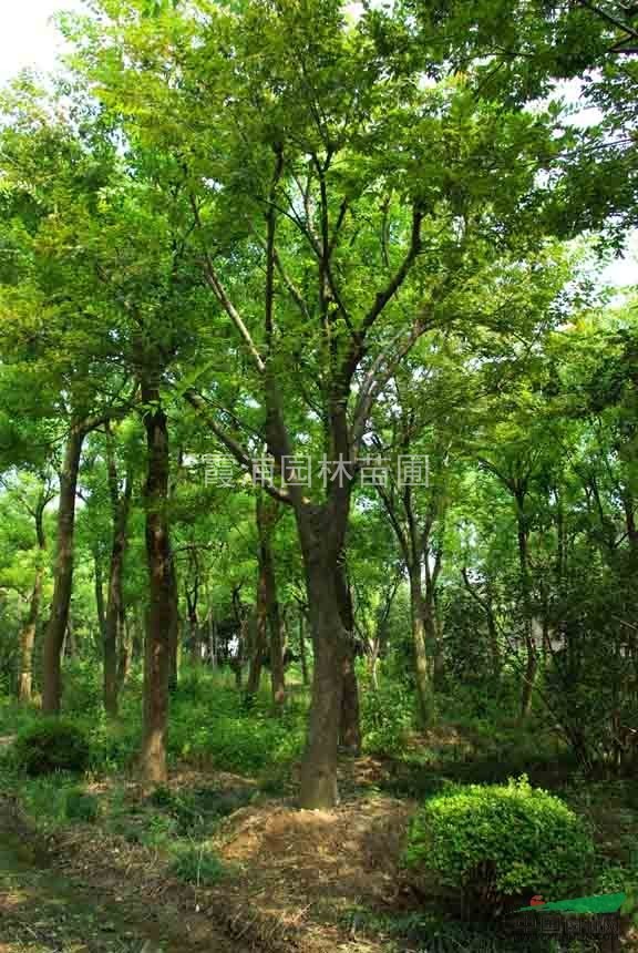 樸樹價格 15公分樸樹價格 2013年最新15公分樸樹價格